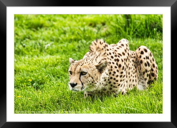 Cheetah ready to pounce! Framed Mounted Print by Mike Hardy