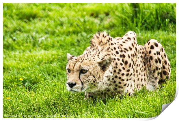 Cheetah ready to pounce! Print by Mike Hardy