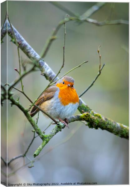 Robins daydream Canvas Print by Sky Photography