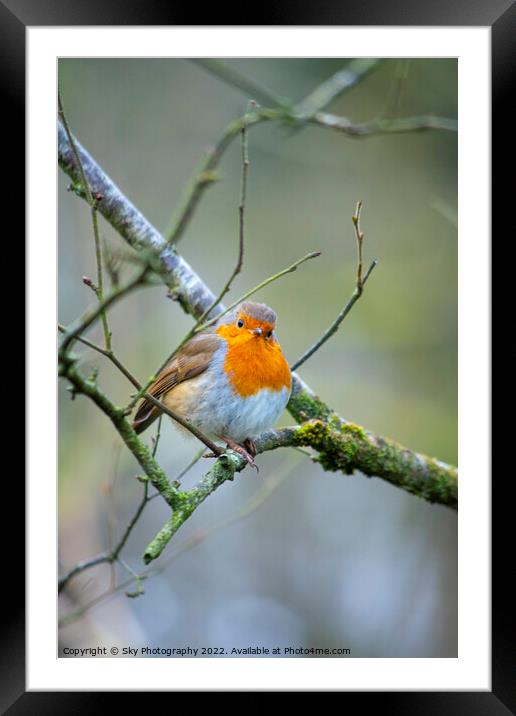 Robins daydream Framed Mounted Print by Sky Photography