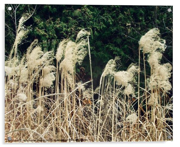 Pampas Grass Acrylic by Stephanie Moore