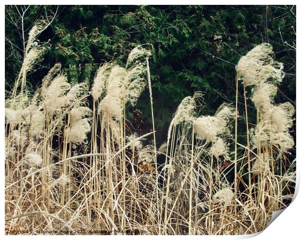 Pampas Grass Print by Stephanie Moore