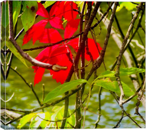 Red Leaves Canvas Print by Stephanie Moore
