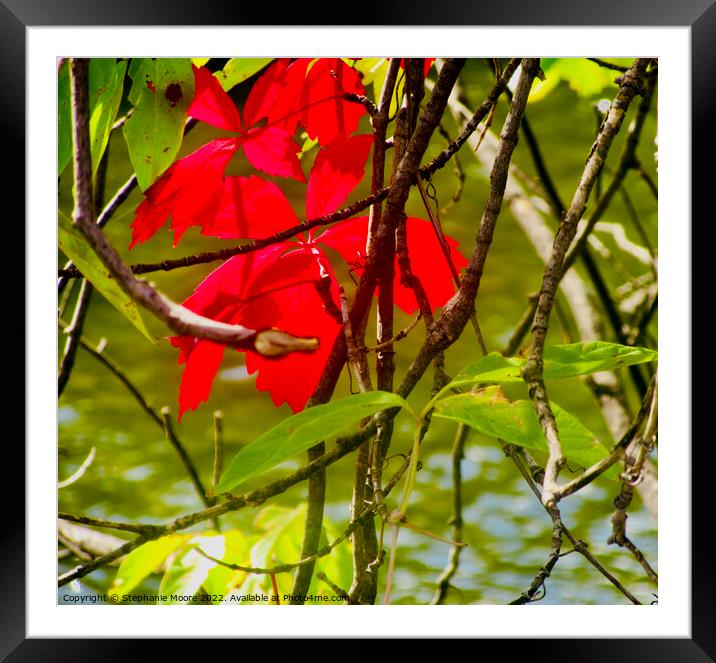 Red Leaves Framed Mounted Print by Stephanie Moore