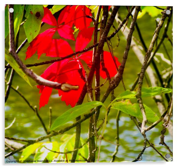 Red Leaves Acrylic by Stephanie Moore