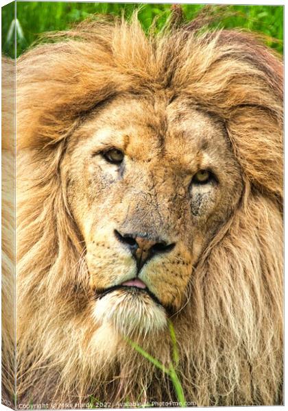 KING LION- Close up, old LION portrait. Canvas Print by Mike Hardy