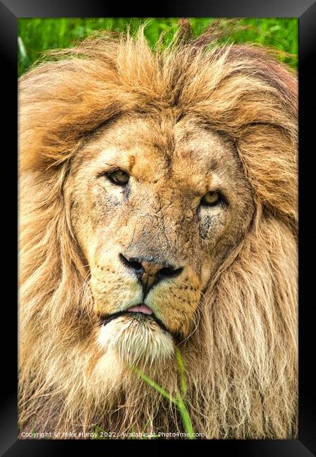 KING LION- Close up, old LION portrait. Framed Print by Mike Hardy