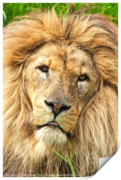 KING LION- Close up, old LION portrait. Print by Mike Hardy