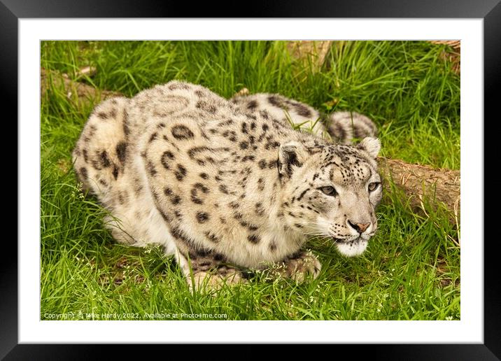 Watchful Snow Leopard Framed Mounted Print by Mike Hardy