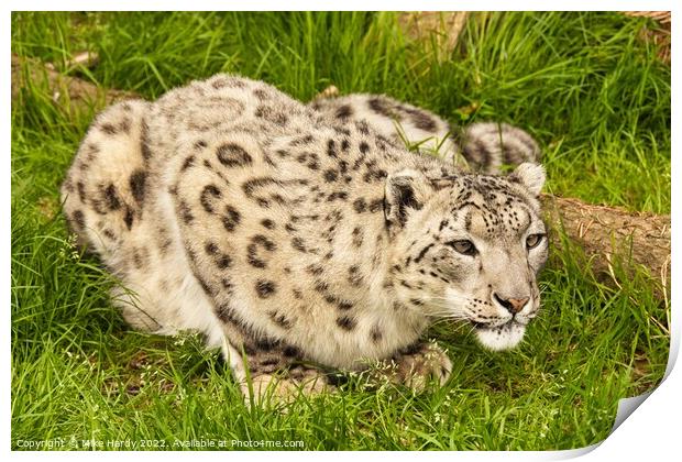 Watchful Snow Leopard Print by Mike Hardy