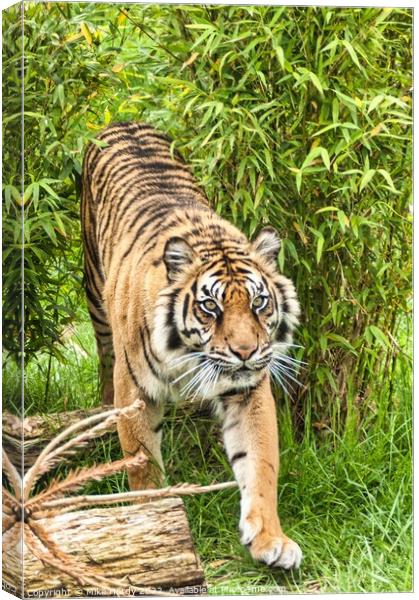Tiger exits the clearing Canvas Print by Mike Hardy
