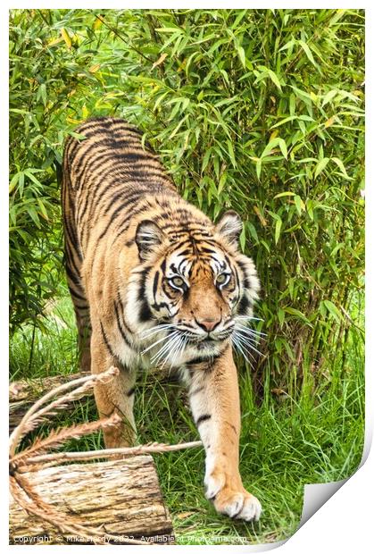Tiger exits the clearing Print by Mike Hardy