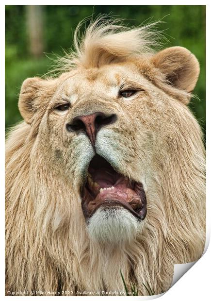 Rare WHITE Lion portrait Print by Mike Hardy