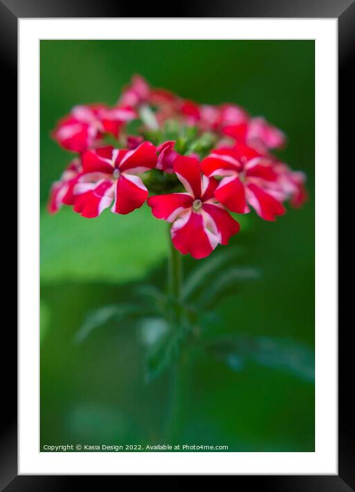 Summer Flower - Verbena Framed Mounted Print by Kasia Design