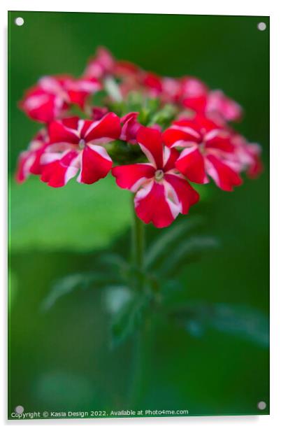 Summer Flower - Verbena Acrylic by Kasia Design