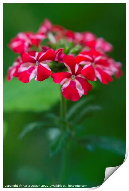 Summer Flower - Verbena Print by Kasia Design