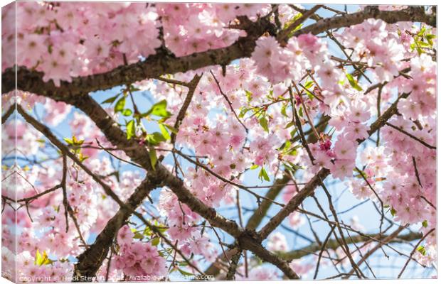 Spring Cherry Blossom Canvas Print by Heidi Stewart
