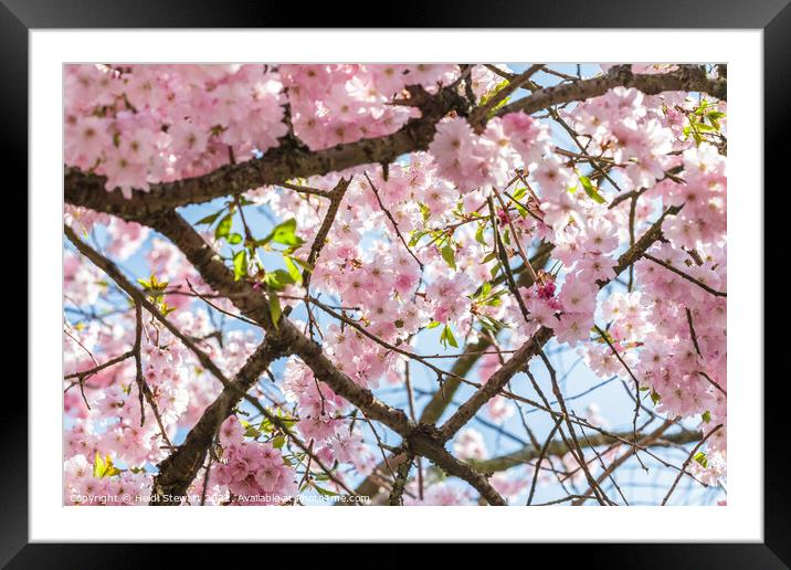 Spring Cherry Blossom Framed Mounted Print by Heidi Stewart