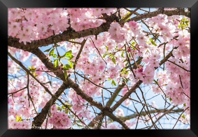Spring Cherry Blossom Framed Print by Heidi Stewart