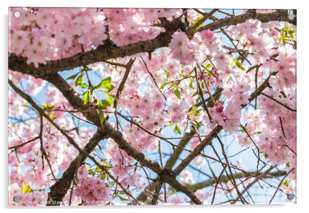 Spring Cherry Blossom Acrylic by Heidi Stewart