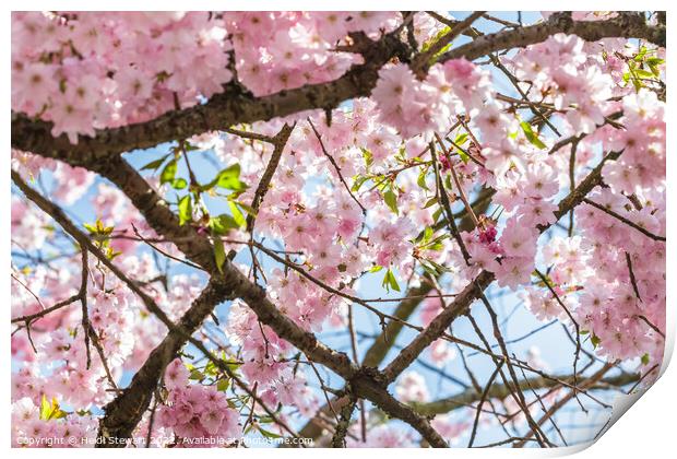 Spring Cherry Blossom Print by Heidi Stewart