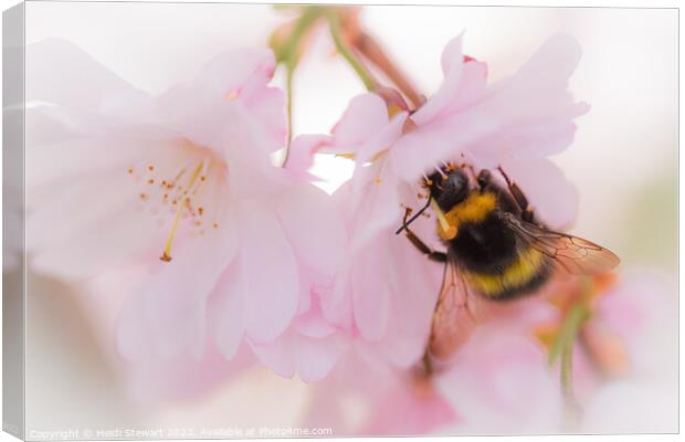 Bee on Cherry Blossom Canvas Print by Heidi Stewart