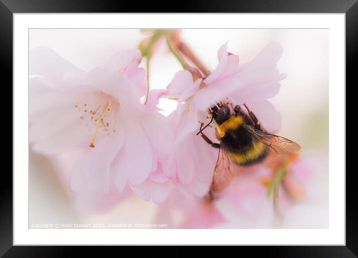 Bee on Cherry Blossom Framed Mounted Print by Heidi Stewart