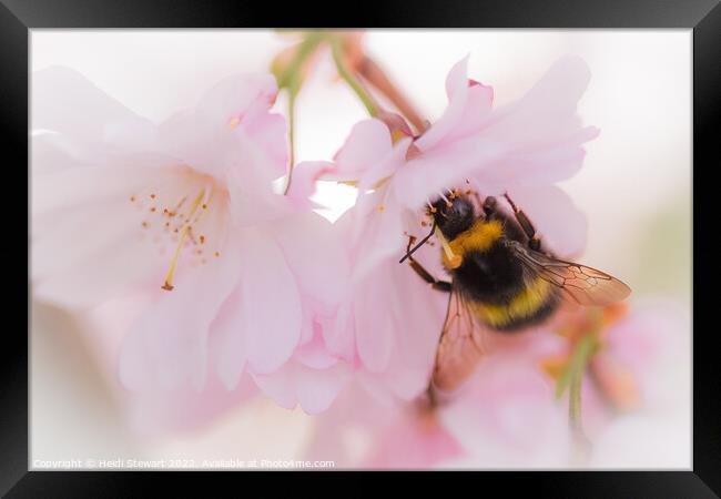 Bee on Cherry Blossom Framed Print by Heidi Stewart