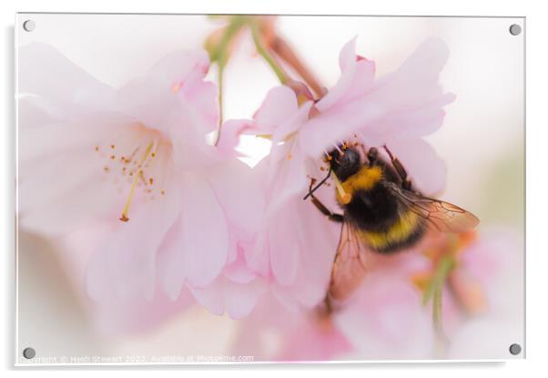 Bee on Cherry Blossom Acrylic by Heidi Stewart