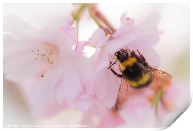Bee on Cherry Blossom Print by Heidi Stewart