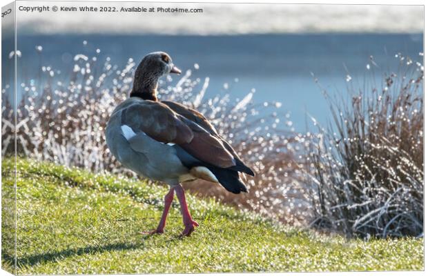 Goose walk Canvas Print by Kevin White
