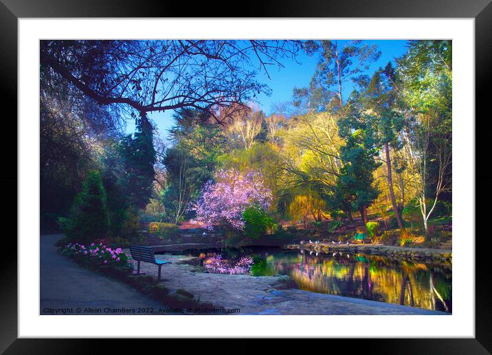 Peasholm Park Cherry Blossom Reflection  Framed Mounted Print by Alison Chambers