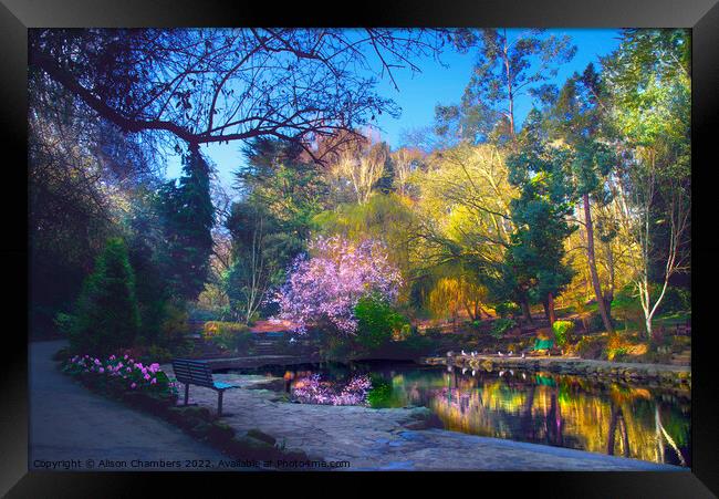 Peasholm Park Cherry Blossom Reflection  Framed Print by Alison Chambers
