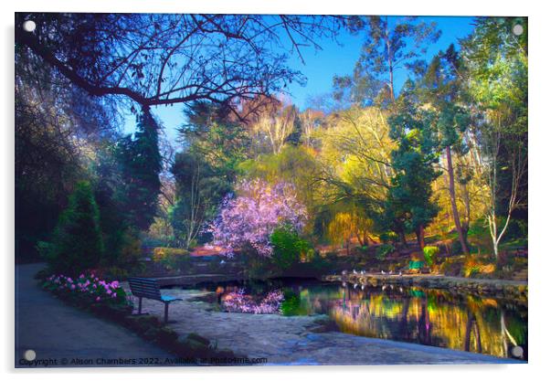 Peasholm Park Cherry Blossom Reflection  Acrylic by Alison Chambers