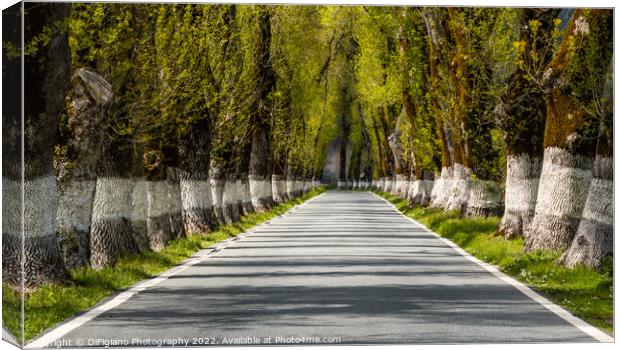 Country Road Canvas Print by DiFigiano Photography