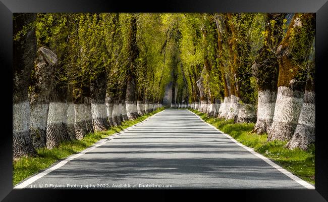 Country Road Framed Print by DiFigiano Photography