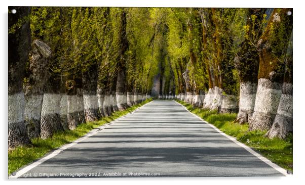 Country Road Acrylic by DiFigiano Photography