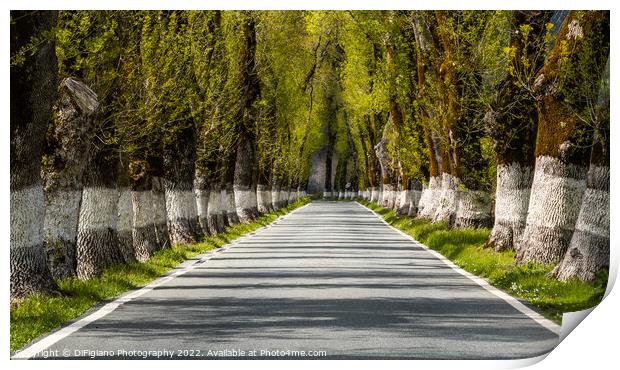 Country Road Print by DiFigiano Photography