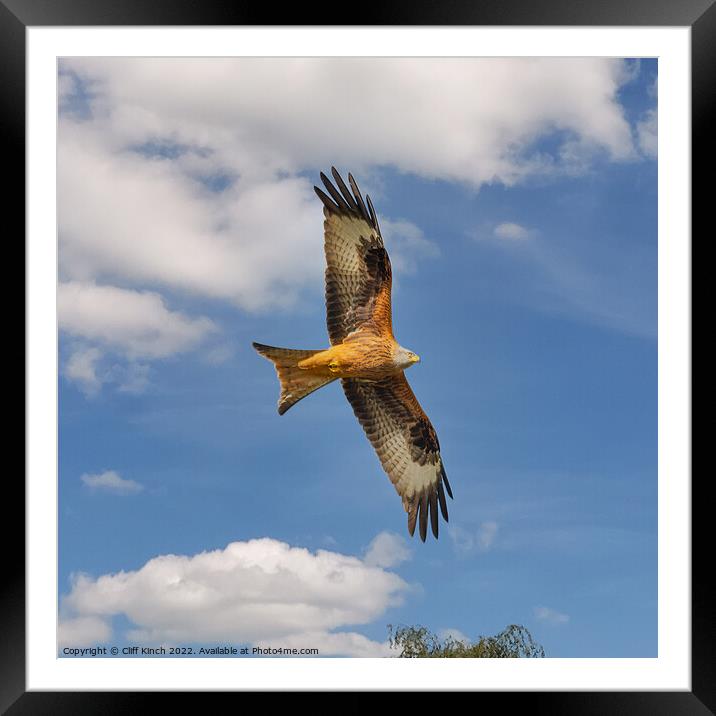 Red Kite in Flight Framed Mounted Print by Cliff Kinch