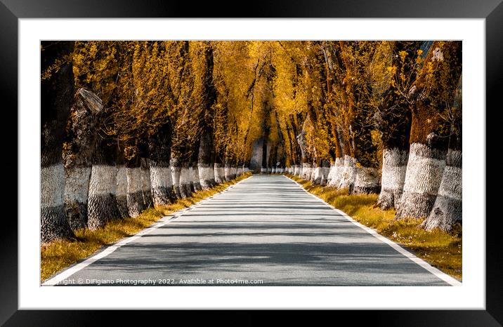 Alentejo Autumn Country Road Framed Mounted Print by DiFigiano Photography