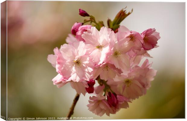 Spring Cherry Blossom Canvas Print by Simon Johnson