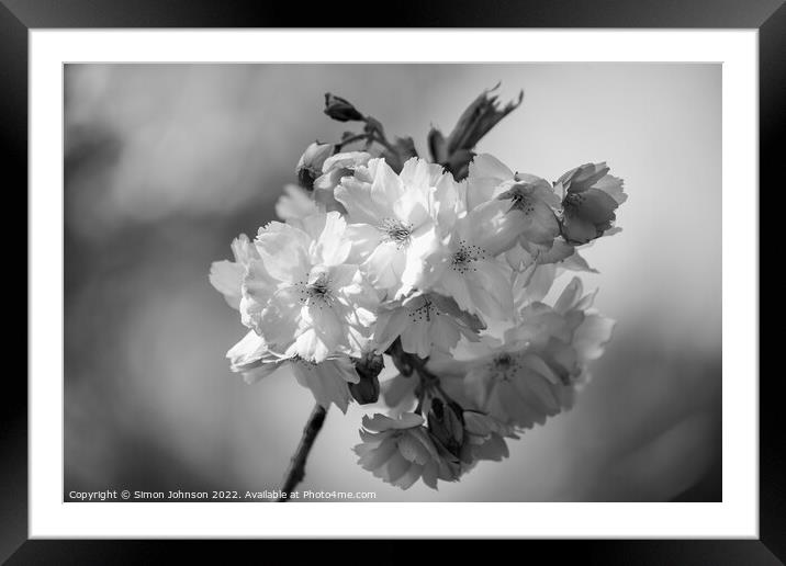 Plant flower Framed Mounted Print by Simon Johnson