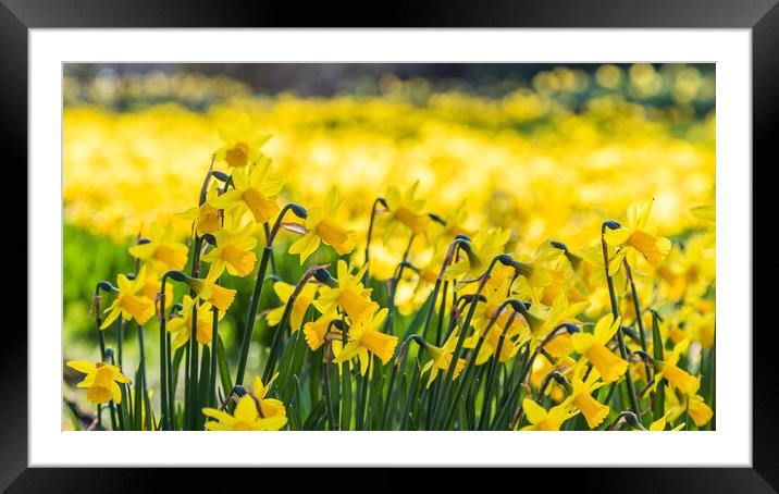 Sea of daffofils at spring Framed Mounted Print by Jason Wells