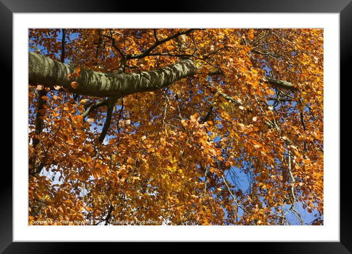 Golden leaves of autumn Framed Mounted Print by Elaine Hayward