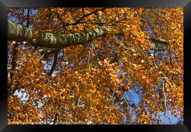 Golden leaves of autumn Framed Print by Elaine Hayward