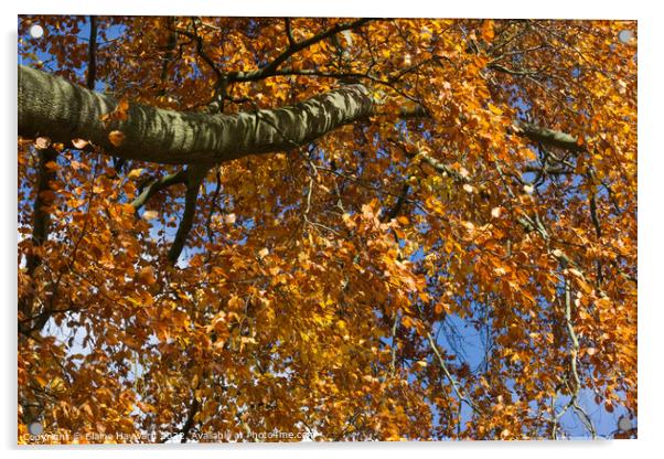 Golden leaves of autumn Acrylic by Elaine Hayward