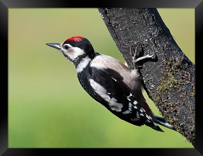 Great Spotted Woodpecker Framed Print by Grant Glendinning