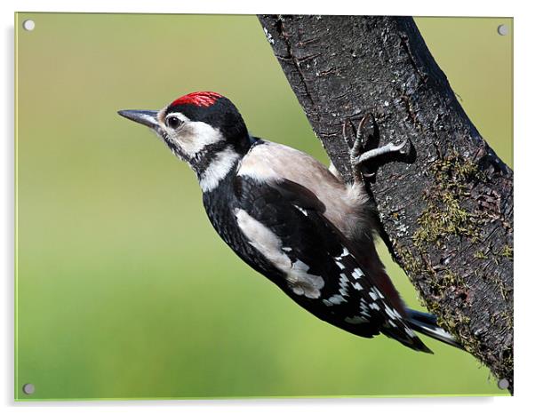 Great Spotted Woodpecker Acrylic by Grant Glendinning