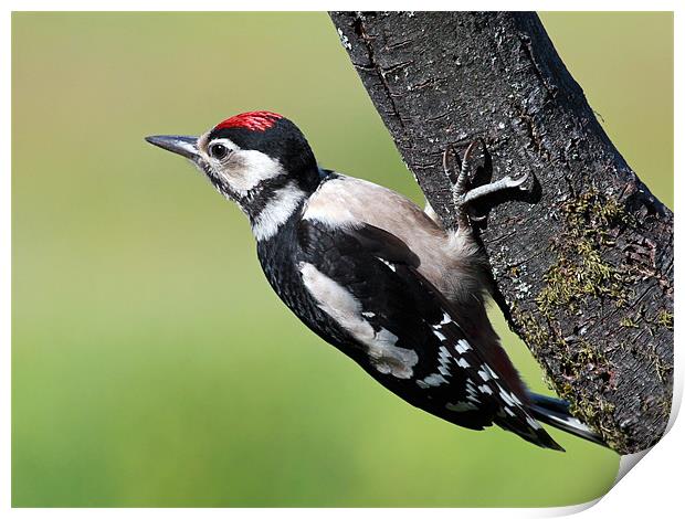 Great Spotted Woodpecker Print by Grant Glendinning