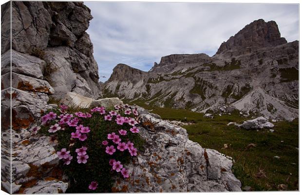 Blooming Dolomites Canvas Print by Thomas Schaeffer